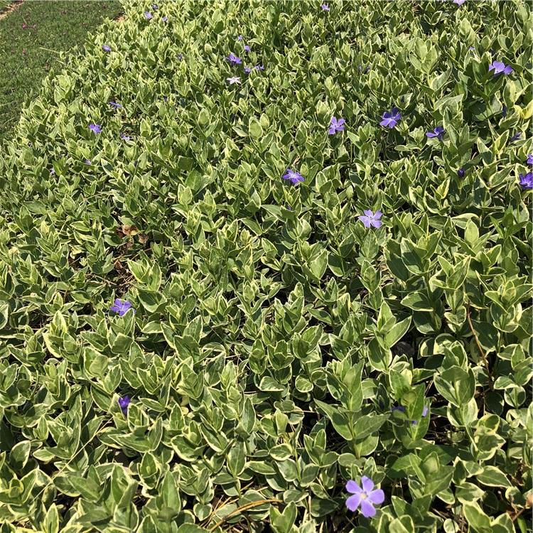 花叶蔓长春藤 藤本植物花叶蔓长春藤批发