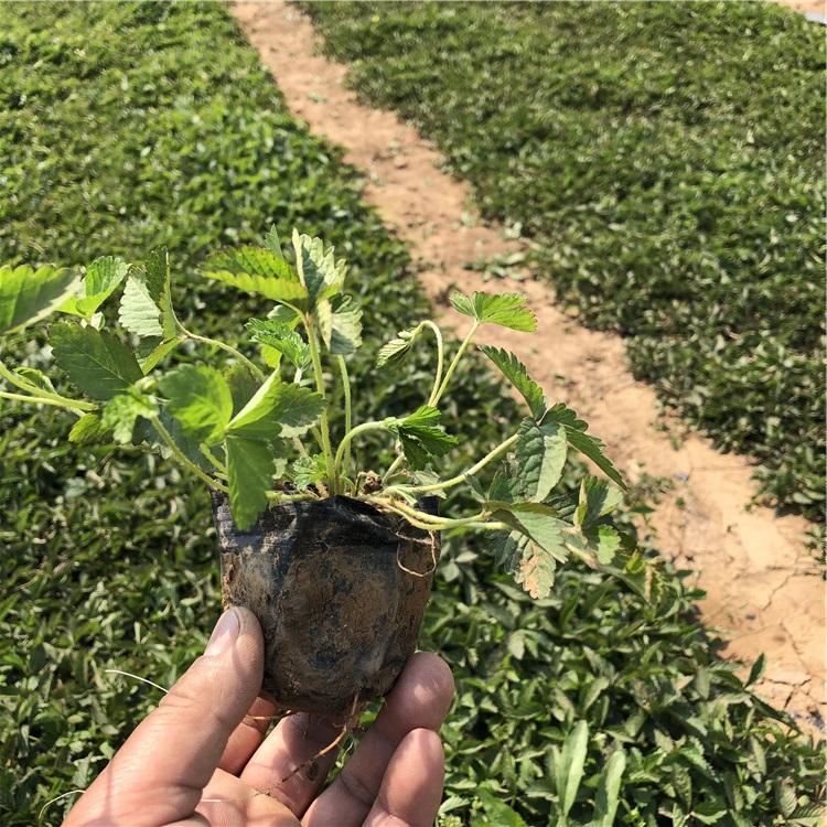 蛇莓种植基地 蛇莓批发