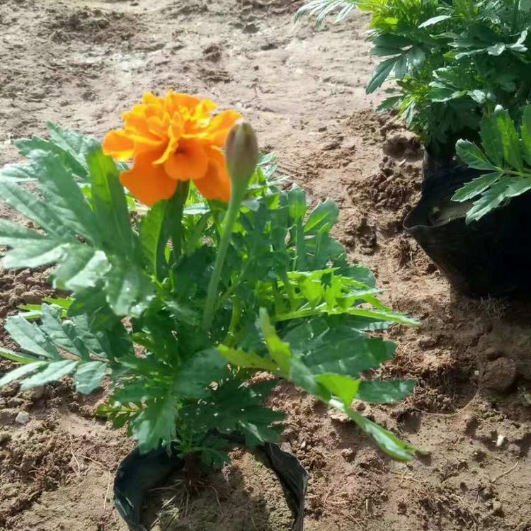 时令草花孔雀草_亨利花卉孔雀草种植基地