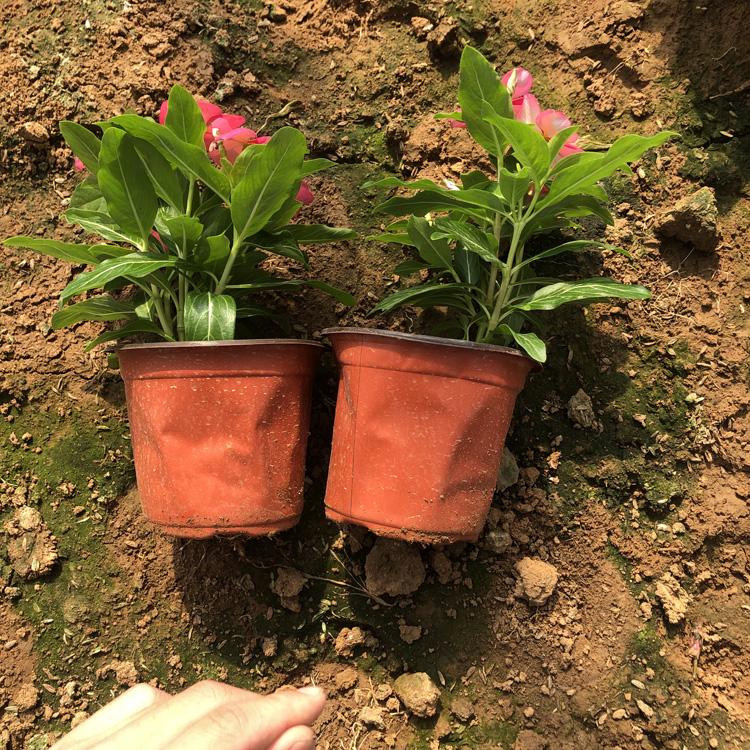 长春花