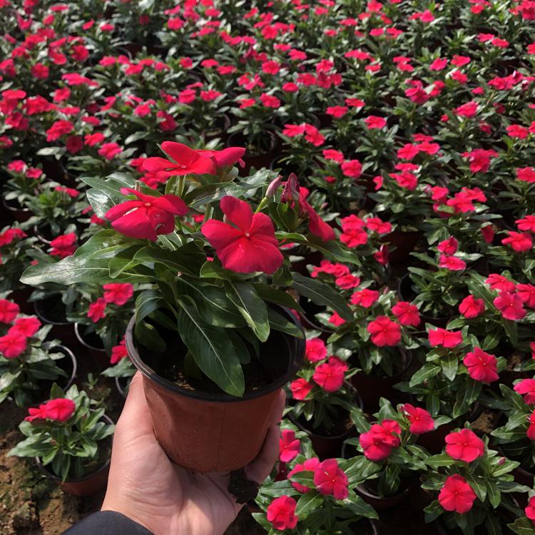 青州长春花基地_长春花批发价格_天天开花
