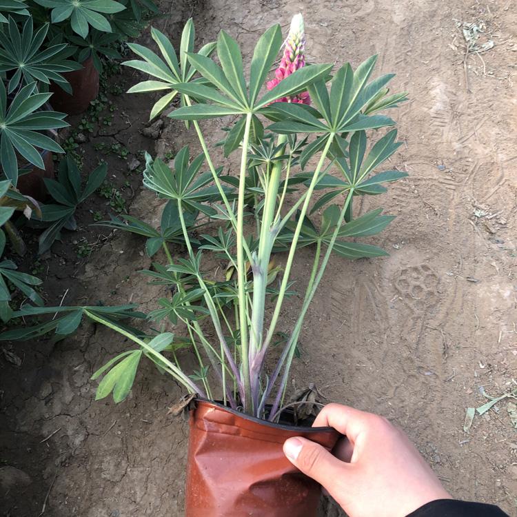 鲁冰花