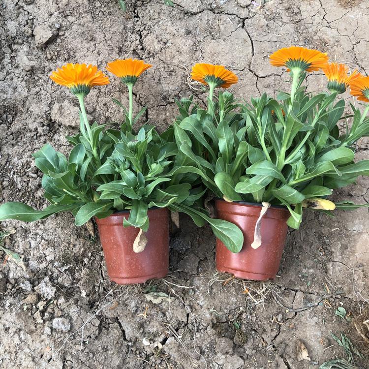 租摆花卉金盏菊_金盏菊批发价格