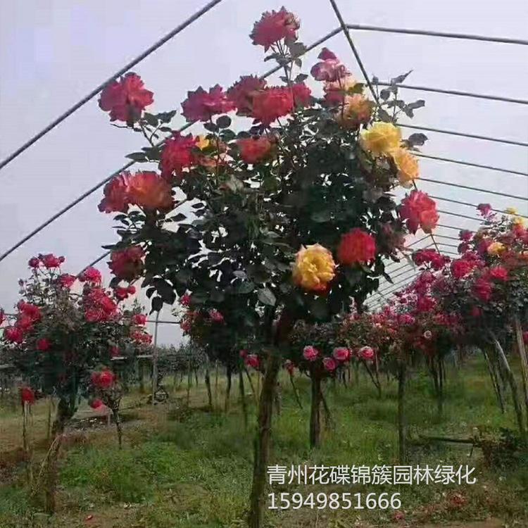花碟锦簇园林批发 月季树