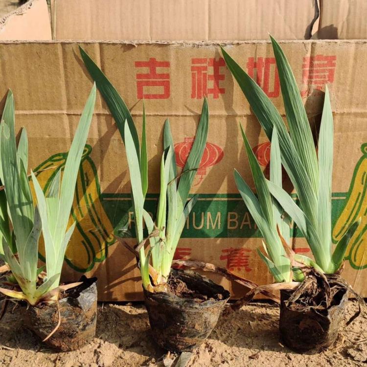 梓熙花卉  德国鸢尾批发 德国鸢尾基地供应 德国鸢尾价格