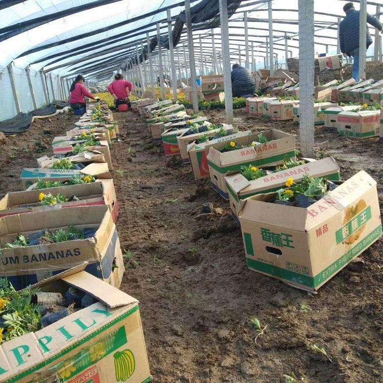 孔雀草基地 孔雀草批发价格 基地种植 现货出售孔雀草