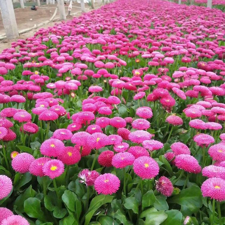 雏菊基地供应 大量雏菊苗 青州雏菊批发