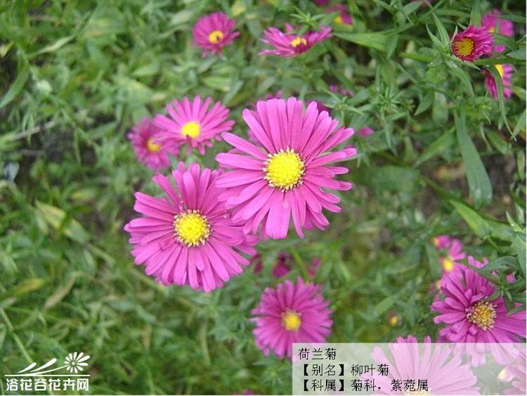 多芽荷兰菊