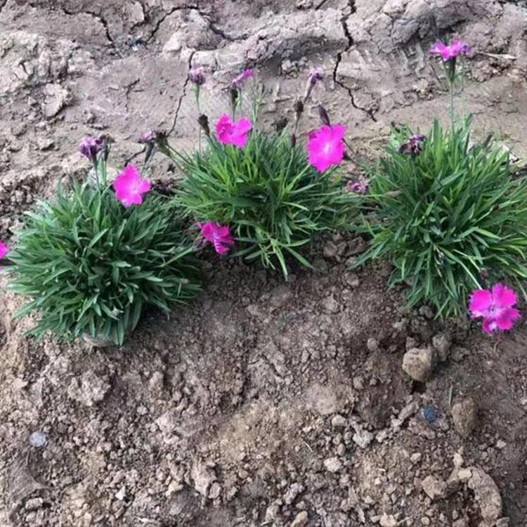 欧石竹种植基地