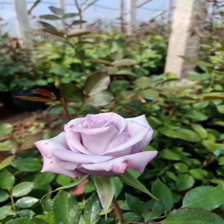 大花月季  多色月季 美观雅致 森木