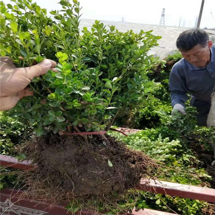 瓜子黄杨苗批发价格