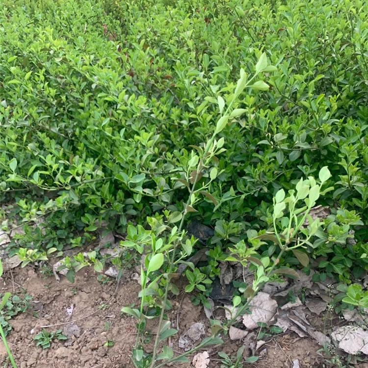 大叶扶芳藤 扶芳藤批发 扶芳藤价格
