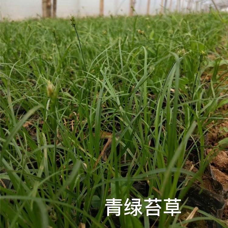 青绿苔草 青绿苔草批发 青绿苔草价格