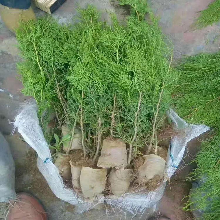 侧柏种苗 厂区绿化 工程庭院用侧柏苗10-400厘米 基地直销 侧柏小苗