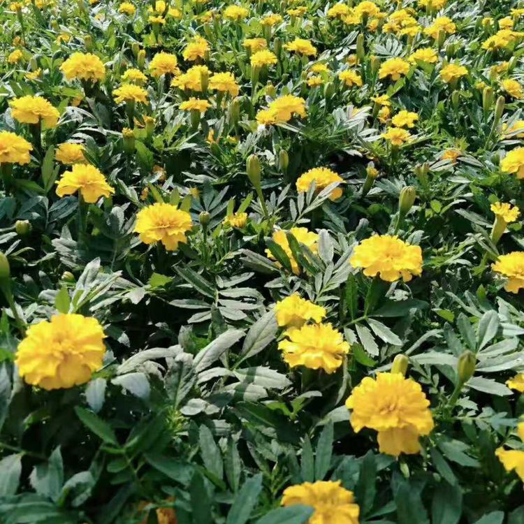孔雀草基地_孔雀草批发价格_朵儿孔雀草大量供应