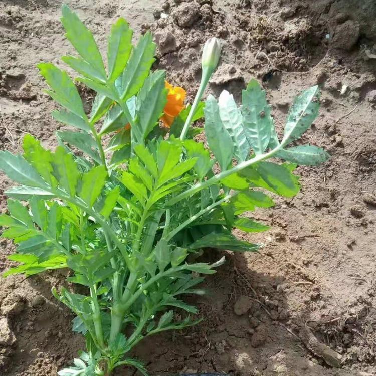 时令草花孔雀草_孔雀草批发价格销售