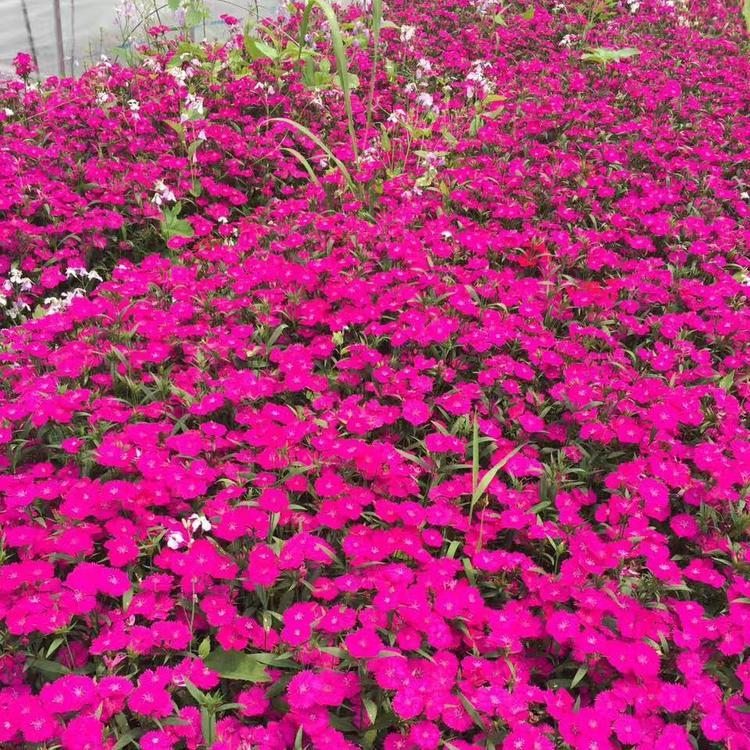 山东欧石竹种植基地  欧石竹的行情  欧石竹报价