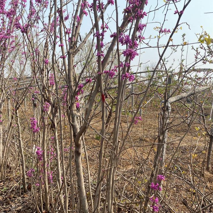 青州丛生紫荆 丛生紫荆报价