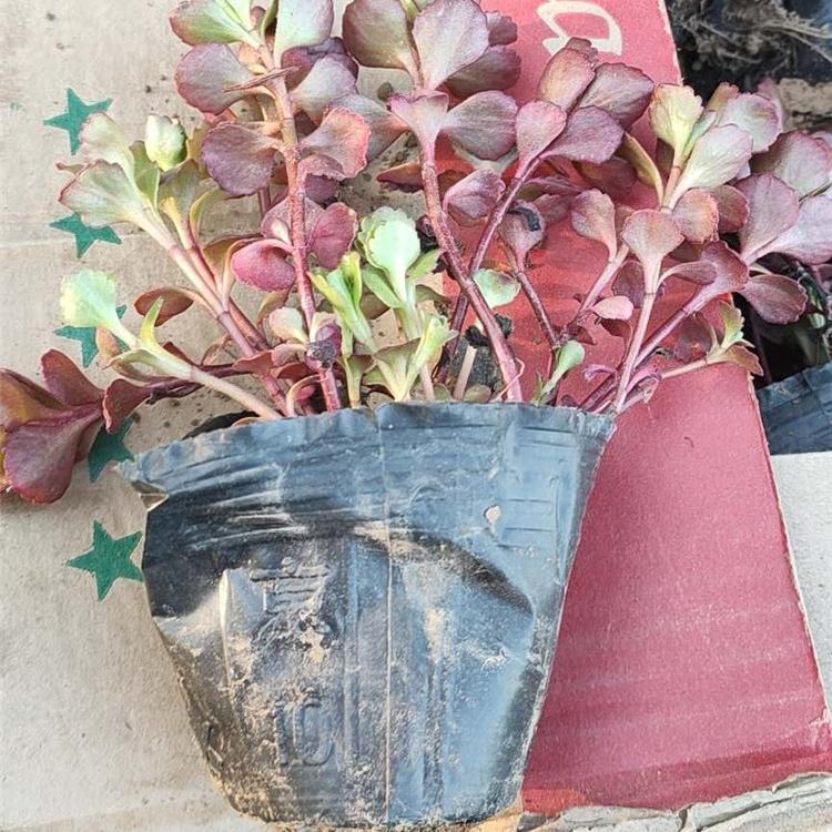 红景天批发 红景天种植基地