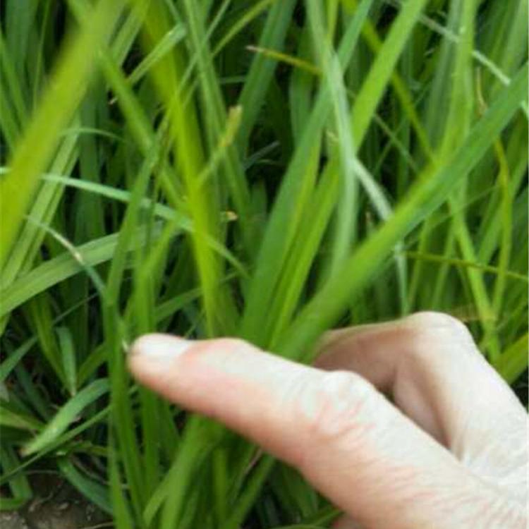 崂峪苔草批发基地 青州草花价格