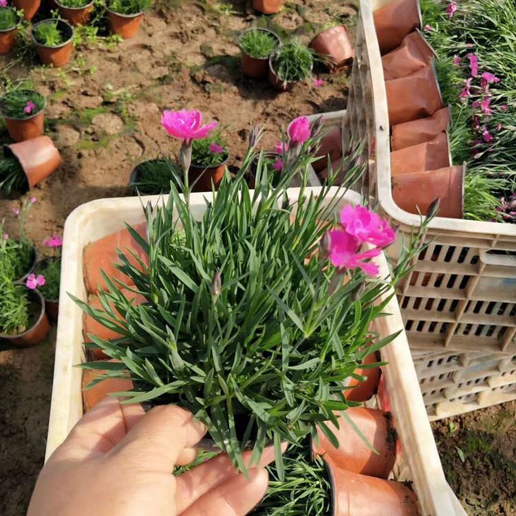 欧石竹 青州草花批发 欧石竹花海