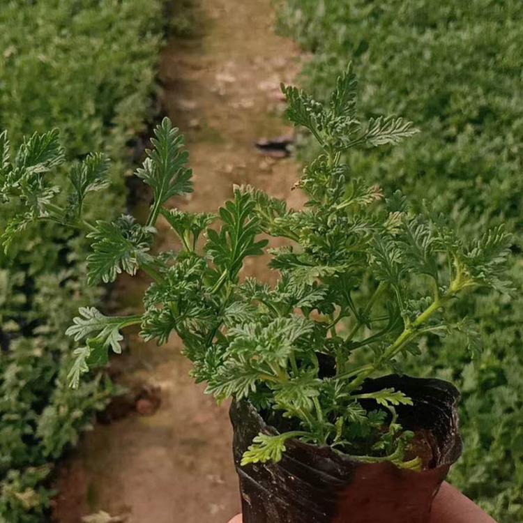 美女樱 基地批发美女樱杯苗
