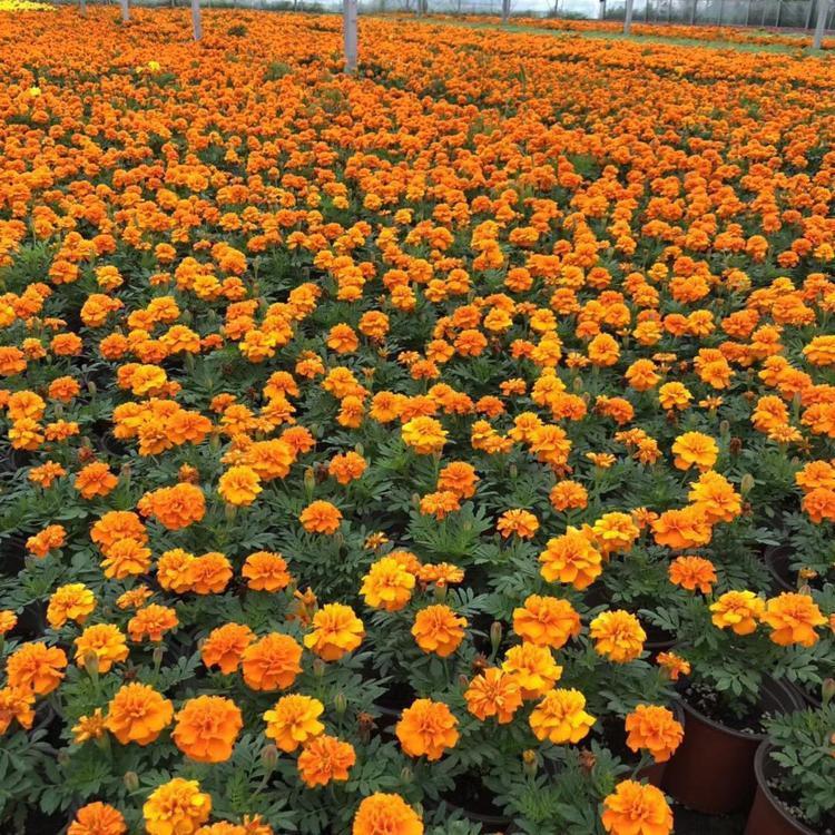 韶关孔雀草花卉市场批发 孔雀草宿根花卉