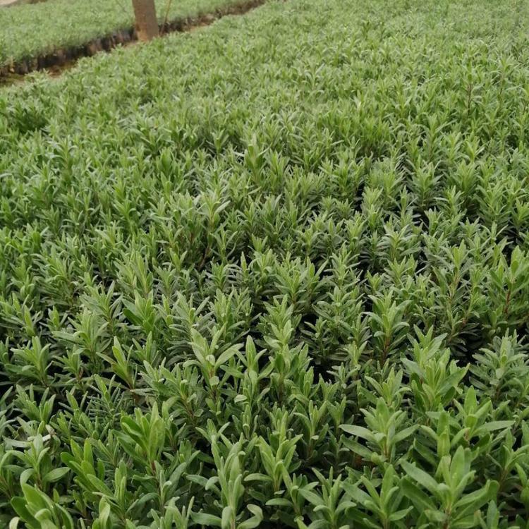 薰衣草批发   薰衣草种植基地   青州薰衣草供应  欢迎咨询