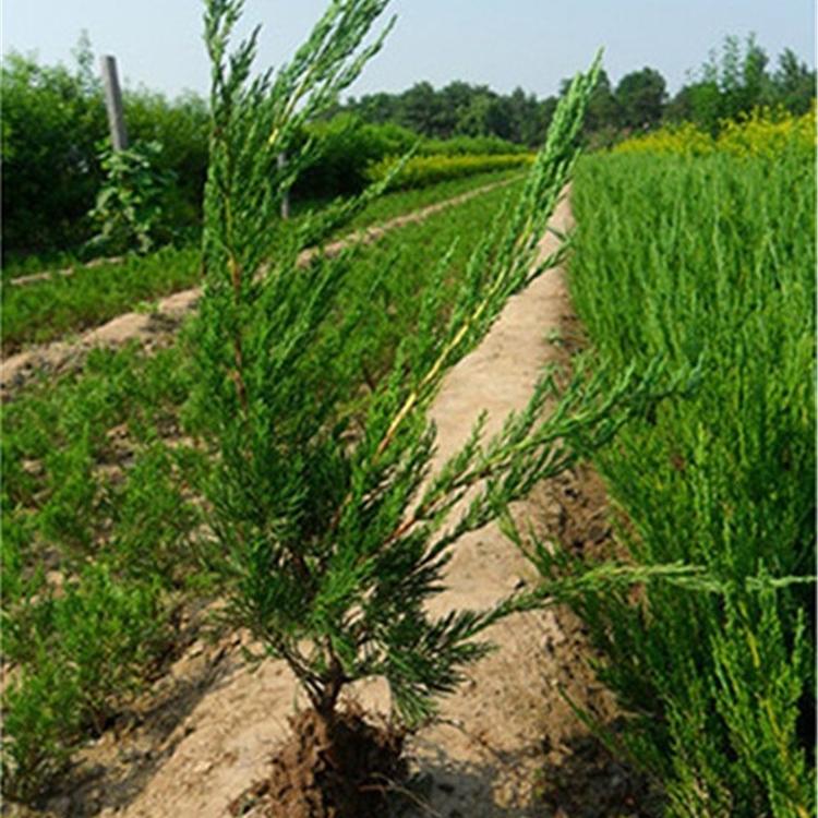 潍坊绿化苗木种植基地  小龙柏行情 小龙柏的价格