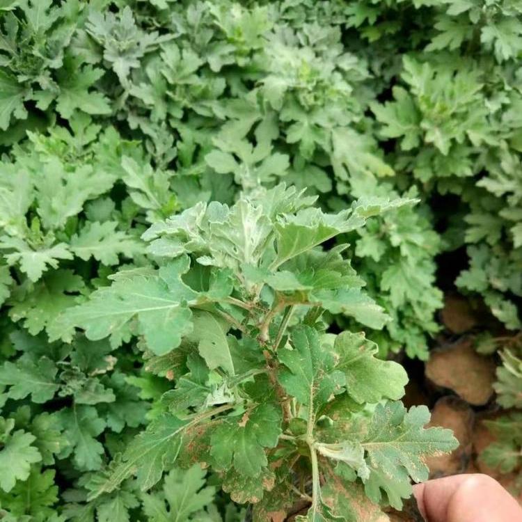 地被菊-地被菊种植基地-地被菊基地-锦川花卉