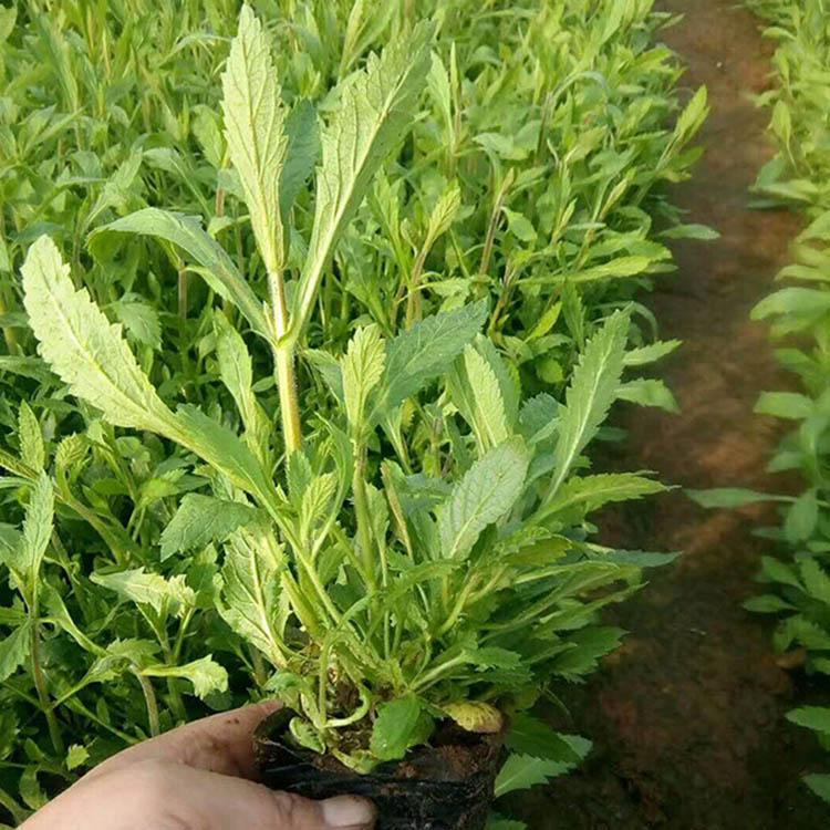 柳叶马鞭草价格 柳叶马鞭草报价