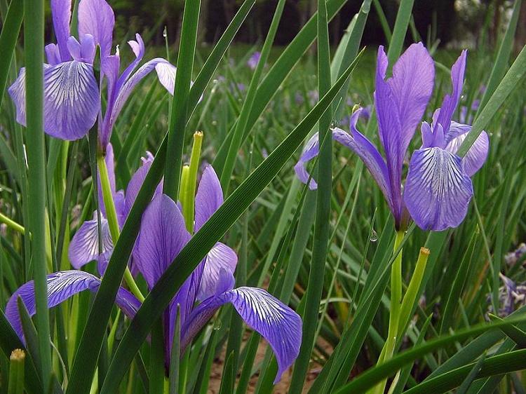 马兰花基地 马兰花种植基地 锦川花卉价格优惠