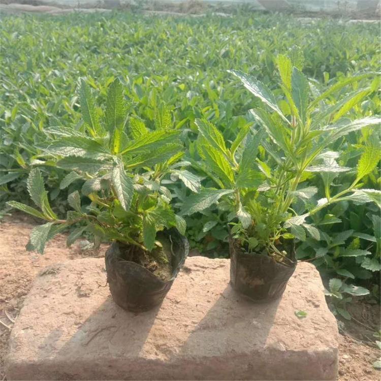 基地直供马鞭草 马鞭草花海 绿化工程专用苗木批发
