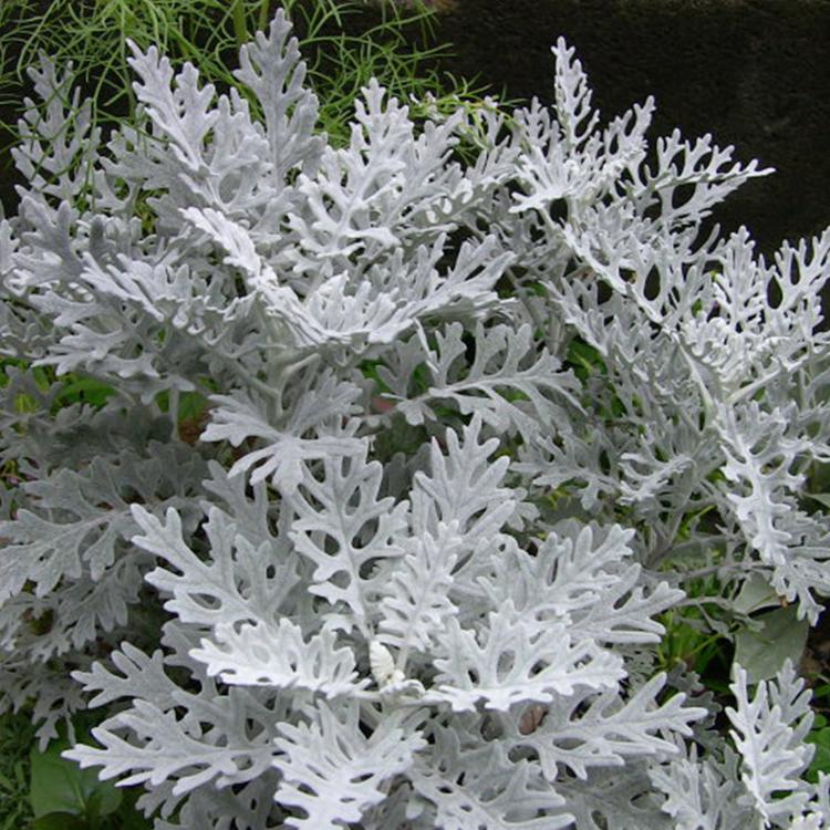 顺阳花卉 银叶菊价格 银叶菊种植基地  山东花卉种植基地