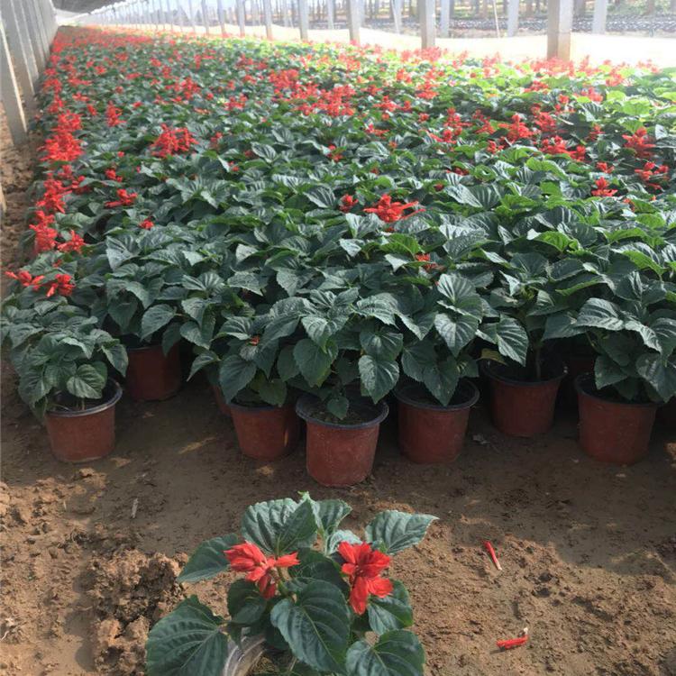 一串红 山东草花基地供应一串红苗
