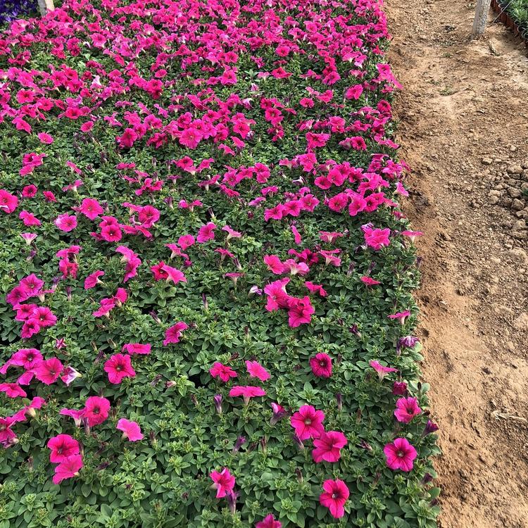 矮牵牛基地 青州矮牵牛基地-朵儿花卉