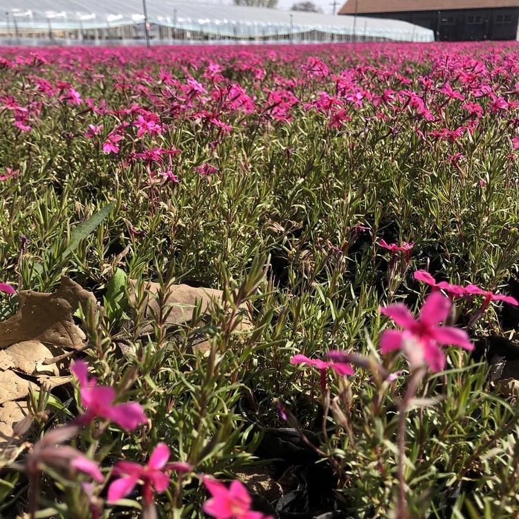 芝樱小苗 芝樱价格 芝樱基地 朵儿