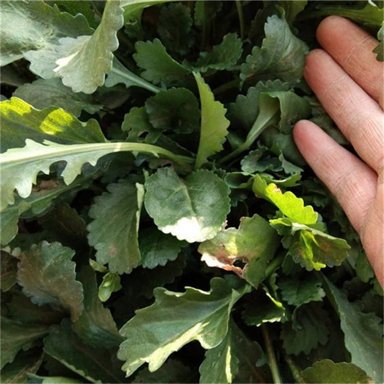 大滨菊价格  青州大滨菊种植基地  山东宿根花卉供应