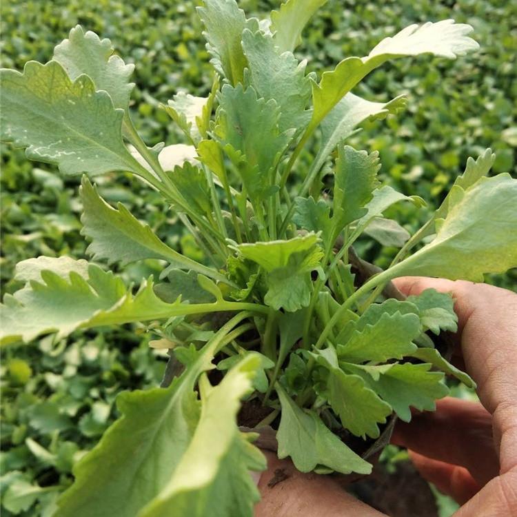 大滨菊现货供应  山东大滨菊培育基地  青州花卉供应