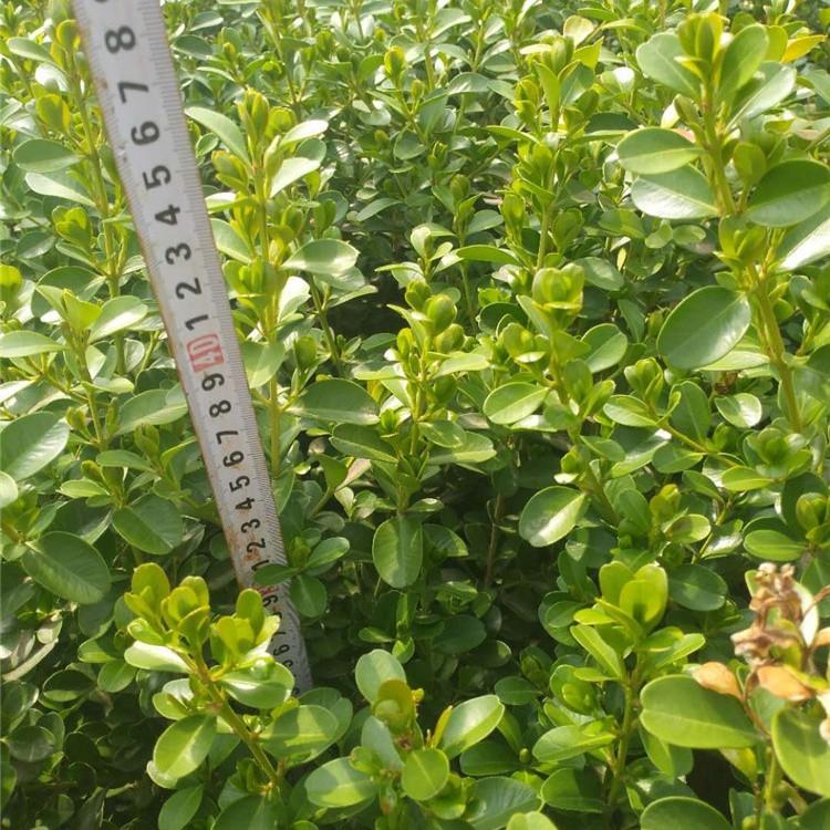 青州地栽黄杨 地栽黄杨种植基地 出售地栽黄杨