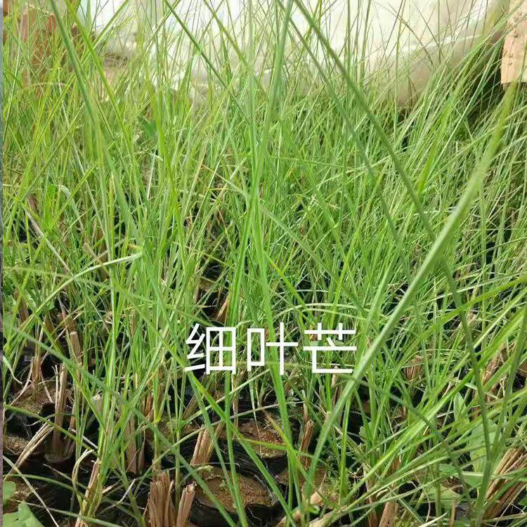 基地直供细叶芒 细叶芒小苗 细叶芒价格