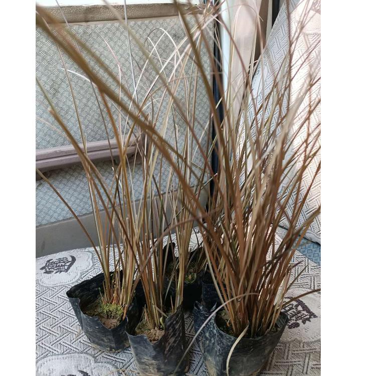 棕红苔草批发价 欢迎咨询映雪花卉 棕红苔草价格