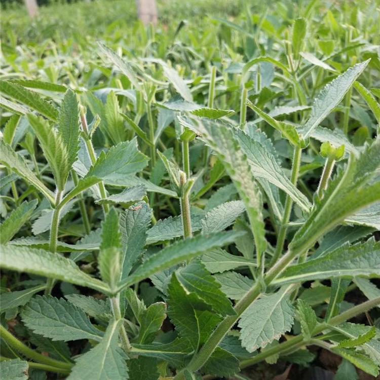 马鞭草价格 马鞭草小苗 马鞭草批发