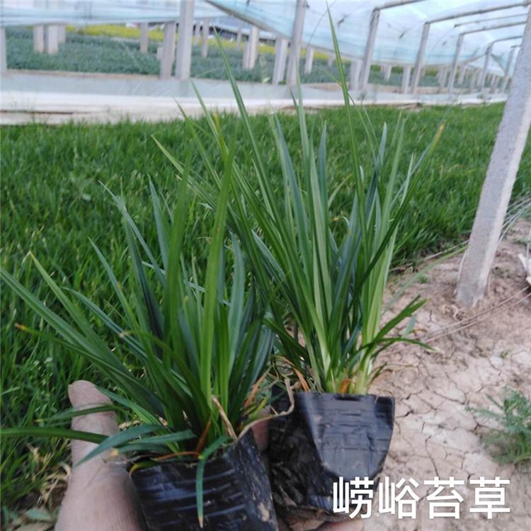 崂峪苔草 青绿苔草 苔草小苗批发价格