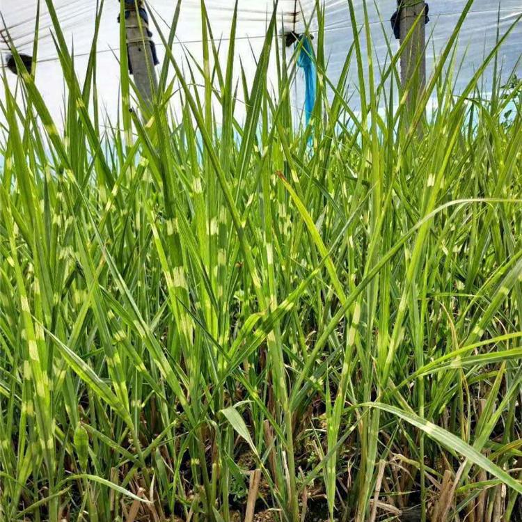 斑叶芒 针叶芒 细叶芒 观赏草批发价格