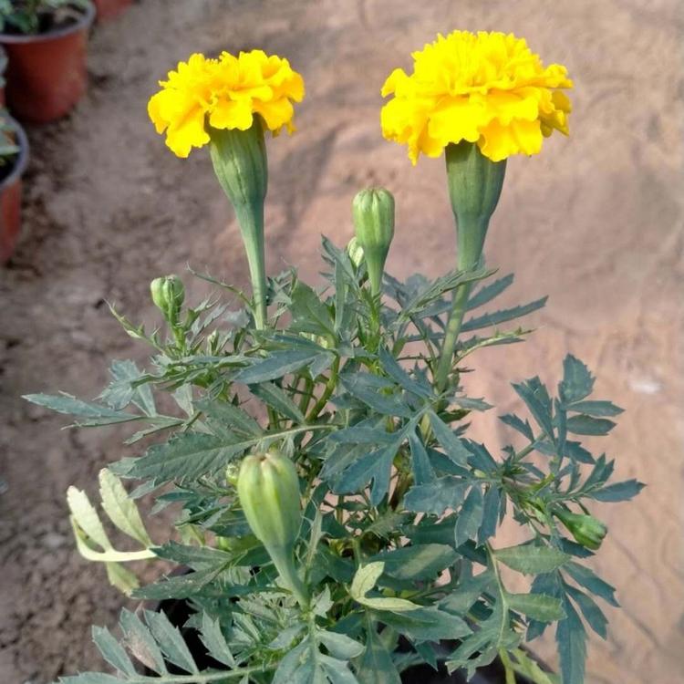万寿菊 宿根草花万寿菊批发