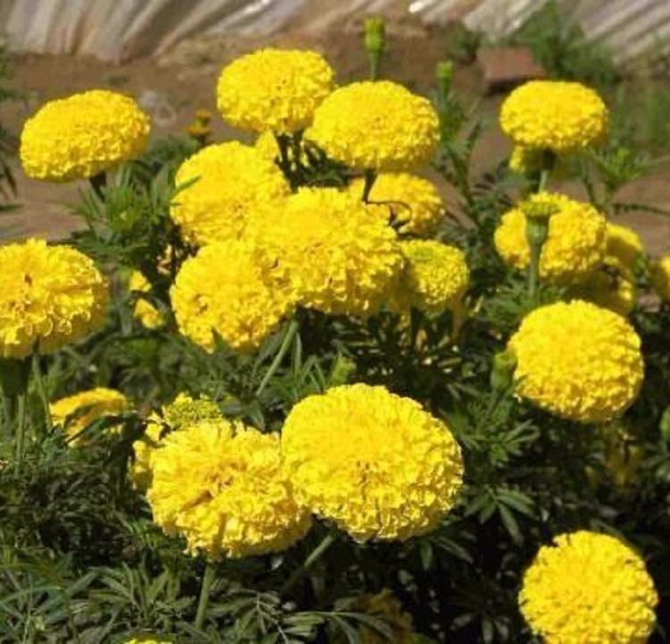 万寿菊批发供应  峻赫花卉  万寿菊种植