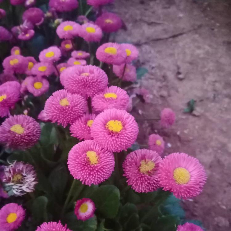 雏菊 双色盆雏菊 青州雏菊基地批发