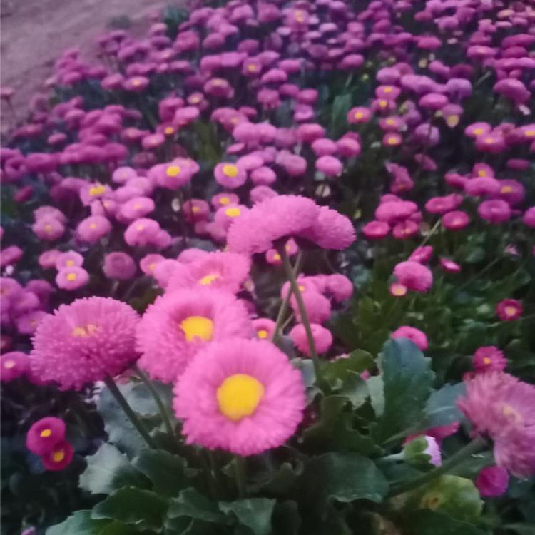双色盆雏菊基地