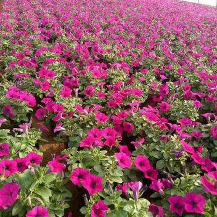 垂钓牵牛种植基地 矮牵牛基地-丰林花卉